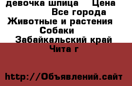 девочка шпица  › Цена ­ 40 000 - Все города Животные и растения » Собаки   . Забайкальский край,Чита г.